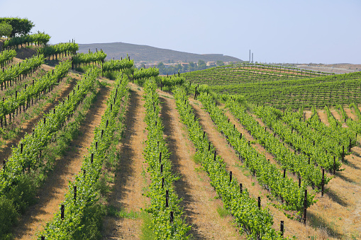 vineyard in spring on sunny day in Tikves wine region, Macedonia casual vivew in the region