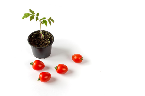 Tomato seedlings in a pot and tomato fruits on a white background. Space for text.