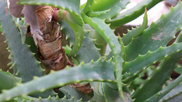istock Aloe vera plant on a green background 1320039162