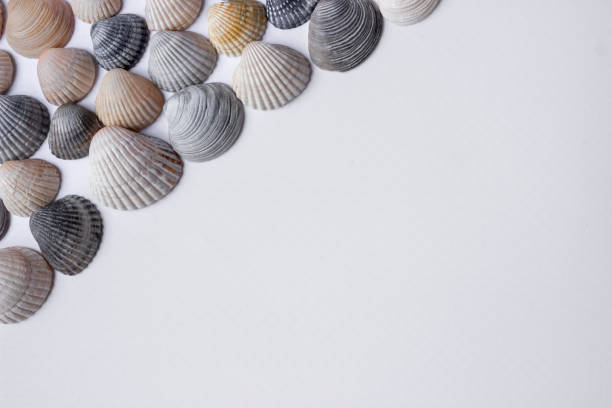 istock Marine multicolored seashells on a white background. Top view, copy space. 1320039197