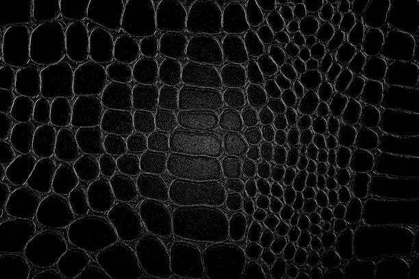 Black crocodile skin texture. Reptile leather imitation texture to background.