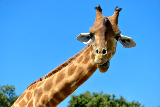 portrait of giraffe - giraffe two dimensional shape heavy horned imagens e fotografias de stock