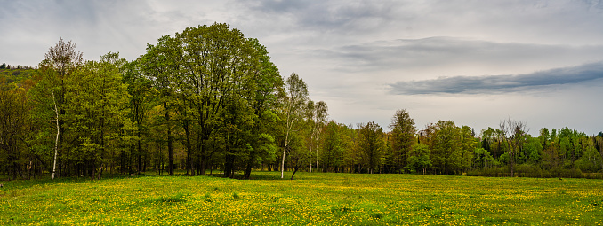 Natural Landscape - Field of Dandelions