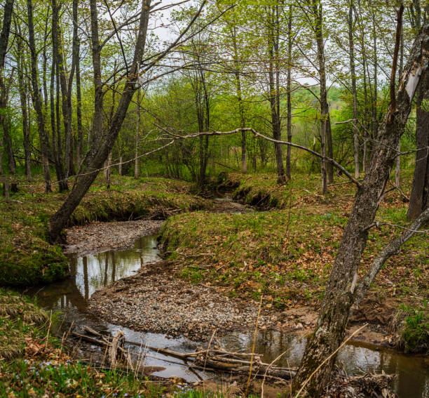 istock Rural Landscape - Swamp 1320040135