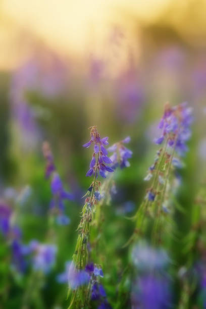 istock Soft natural background with violet flowers 1320041100