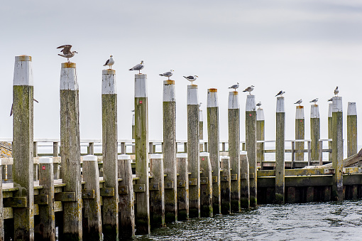 A group of herring gulls and lesser black backed gulls occupying almost every mooring post next to this jetty on the Dutch island of Texel.