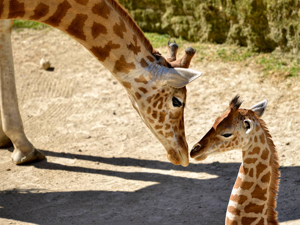 giraffa da primo piano e il suo bambino - giraffe two dimensional shape heavy horned foto e immagini stock