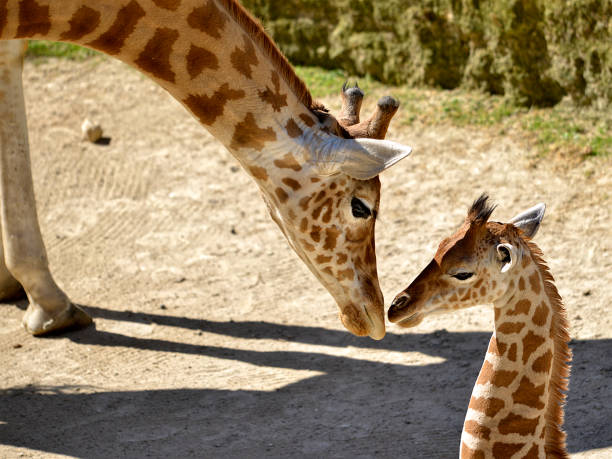 closeup giraffe and its baby - giraffe two dimensional shape heavy horned imagens e fotografias de stock