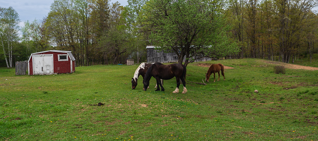 Group of Horses Grazing in a Barnyard