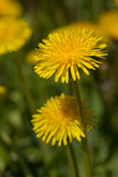 istock Large yellow dandelion flowers. Medicinal plant Taraxacum. 1320042247