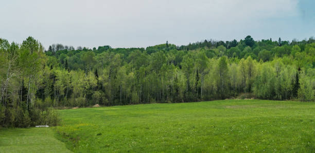Natural Landscape - Green Field with Trees
