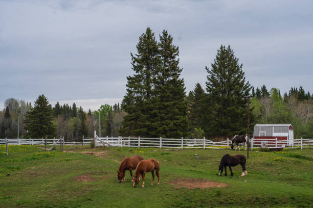 Horses in stable farm paddock grazing on green grass in landscape
