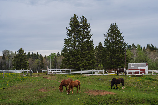 Group of Horses Grazing in a Barnyard