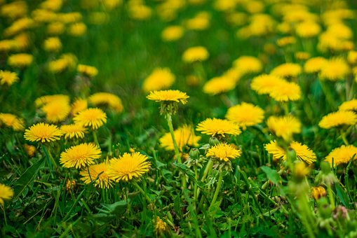 two dandelions in a clearing flooded with warm sunlight.  soft focus .place for text