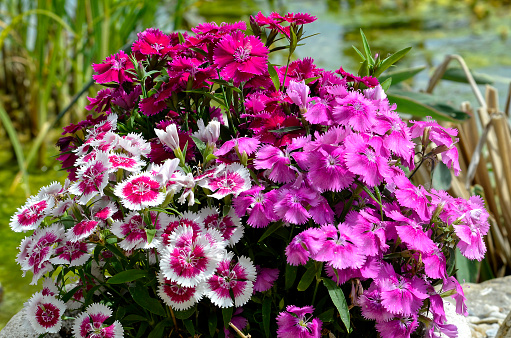 Purple and white dianthus barbatus in garden