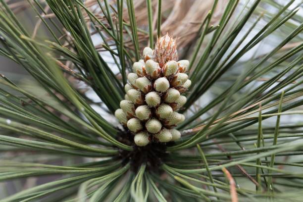 цветок бычьей сосны, pinus ponderosa - pine tree tree isolated ponderosa pine tree стоковые фото и изображения