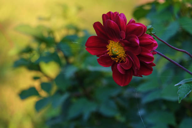 Burgundy chamomile with yellow center on a background of greenery
