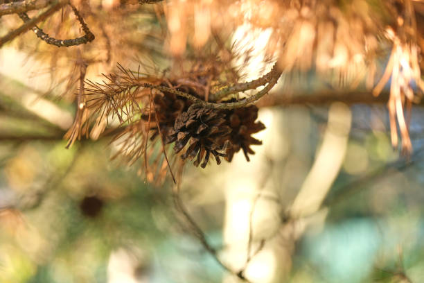 brown cones on a background of golden spruce needles