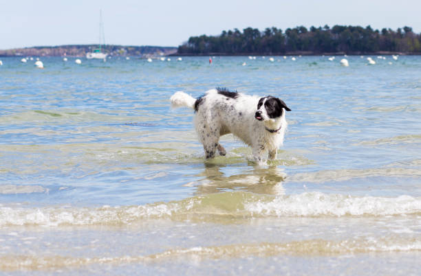 Action photos of a young black and white large dog playing on a beach in Maine in the summer.
