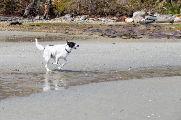 Action photos of a young black and white large dog playing on a beach in Maine in the summer.