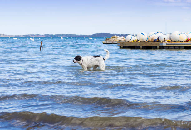 Action photos of a young black and white large dog playing on a beach in Maine in the summer.