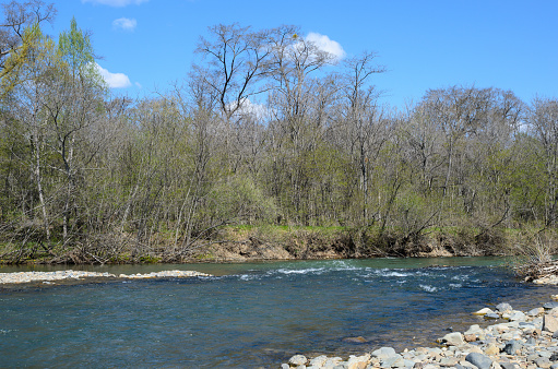A beautiful spring landscape of a mountain river with a rolling river and the purest natural water against the background of the first green of the budding leaves..