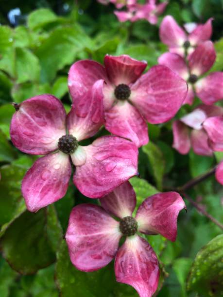 istock Dogwood Tree Flowers 1320046208
