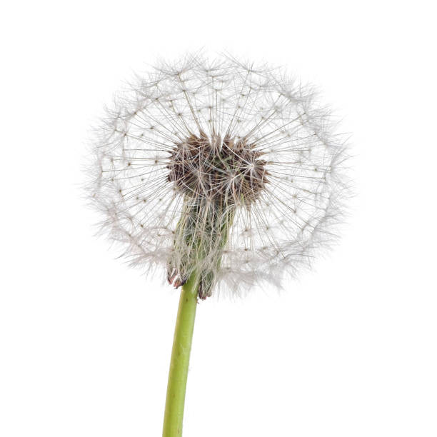 istock Dandelion flower on white color background 1320046297