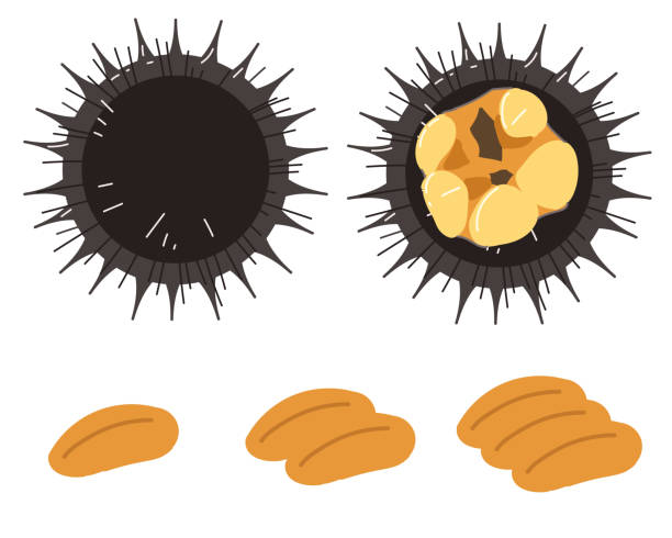 No sea urchin line Created with Illustrator ＆ CLIP STUDIO PAINT. sea urchin stock illustrations
