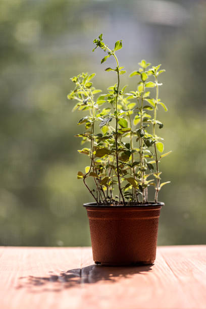 istock Oregano plant growing 1320046317