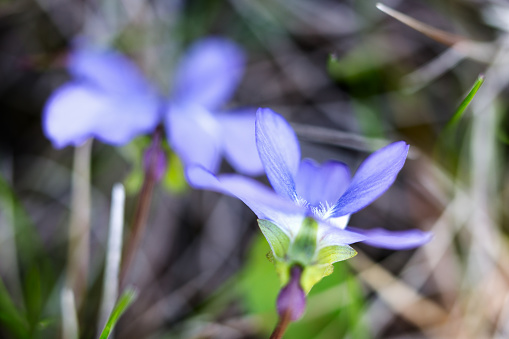 A tiny and delicate Common Blue Violet wildflower.