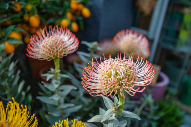 Red Pincushion Protea in blossom