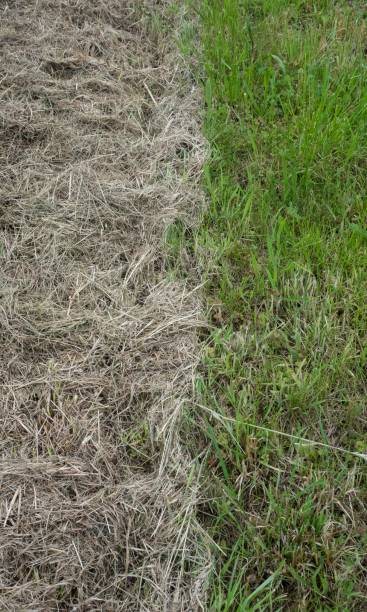 istock hay laying on green grass 1320051645