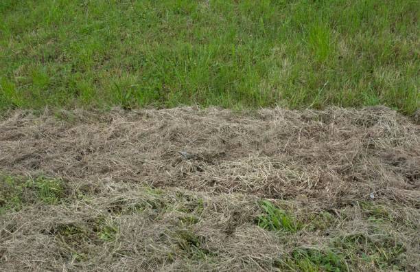istock hay laying on green grass 1320051658