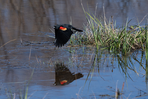 Red winged blackbird flying close to water with reflection. This was in small pond near the dam at Jackson Creek Lake. Nearby town is Jackson Hole, Wyoming in western USA.