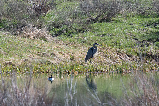 Great Blue Heron on bank of pond with reflection with duck nearby. This pond is near the dam at Jackson Lake in Grand Teton National Park in western USA. Nearby town is Jackson Hole, Wyoming.
