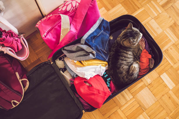 istock Cat in the luggage suitcase 1320056593