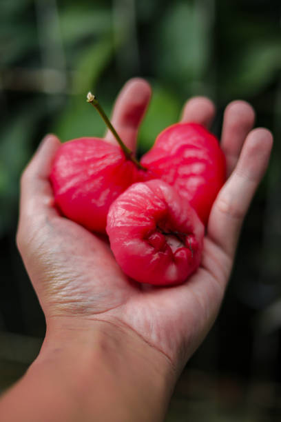 Fresh ripe red rose apples hanging on hand. Also known as jambu air Merah (Syzygium aqueum), jambu Semarang (Syzygium samarangense), Jambu Bol, or Malay Apple (Syzygium malaccense). Asia, Indonesia, Thailand, Apple, Tropical fruits stock photos. manzanas rosas rojas maduras frescas colgando a mano. también conocido como jambu air merah (syzygium aqueum), jambu semarang (syzygium samarangense), jambu bol, o malayo apple (syzygium malaccense). fotos de stock sobre asia, indonesia, tailandia, apple,