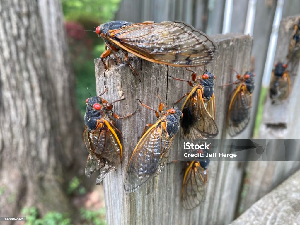 Brood X Cicada swarm on a fence Cicada Stock Photo