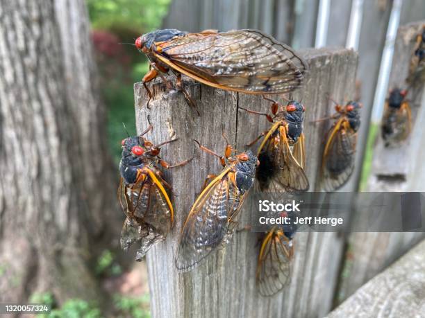 Brood X Cicada Swarm On A Fence Stock Photo - Download Image Now - Cicada, Swarm of Insects, Infestation