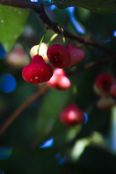 istock Fresh ripe red rose apples hanging on tree branches. Also known as jambu air Merah (Syzygium aqueum), jambu Semarang (Syzygium samarangense), Jambu Bol, or Malay Apple (Syzygium malaccense). Asia, Indonesia, Thailand, Apple, Tropical fruits stock photos. 1320057476