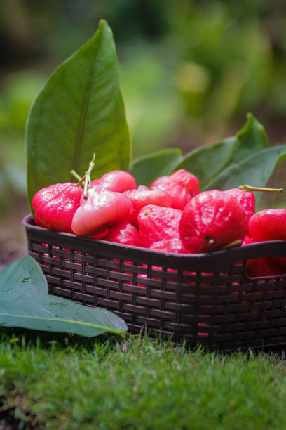 Freshly plucked rose apple fruit on basket for sale. Also known as jambu air Merah (Syzygium aqueum), jambu Semarang (Syzygium samarangense), Jambu Bol, or Malay Apple (Syzygium malaccense). Asia, Indonesia, Apple, Tropical fruits stock photos. fruta de manzana rosa recién arrancada en cesta a la venta. también conocido como jambu air merah (syzygium aqueum), jambu semarang (syzygium samarangense), jambu bol, o malayo apple (syzygium malaccense). fotos de stock sobre asia, indonesia, apple, tro