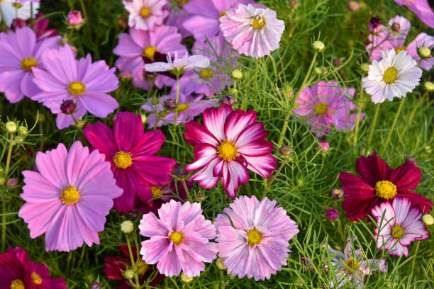 istock Beautiful Cosmos Flower in the garden 1320061678