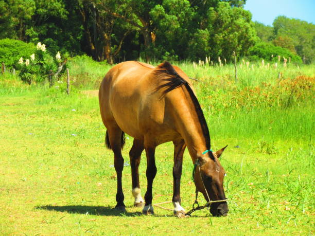 istock Horse in the meadow. 1320066080