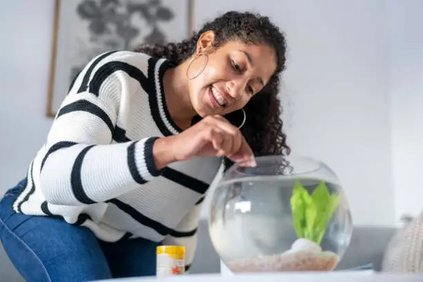 A beautiful black woman feeds her pet fish in the morning. She is smiling as she adds flakes of fish food to the small tank.