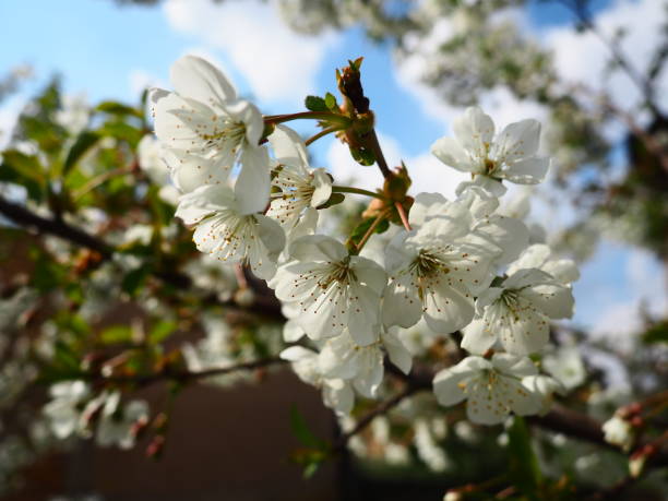 istock A tree blooming with white flowers. Cherry, apple, plum or sweet cherry in a flowering state. Delicate white petals. A very beautiful blooming spring garden. 1320067295