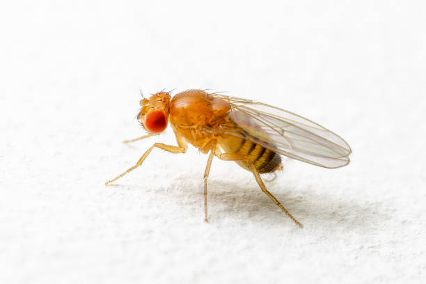 istock Exotic Drosophila Fruit Fly Diptera Parasite Insect on White Background 1320068902