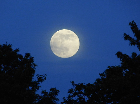 May Flower moon through the trees. Full Moon