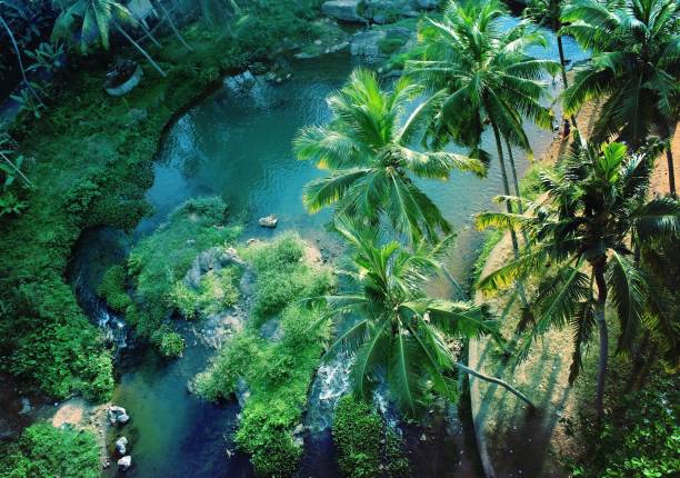 aerial view of cocunut trees - tamil imagens e fotografias de stock