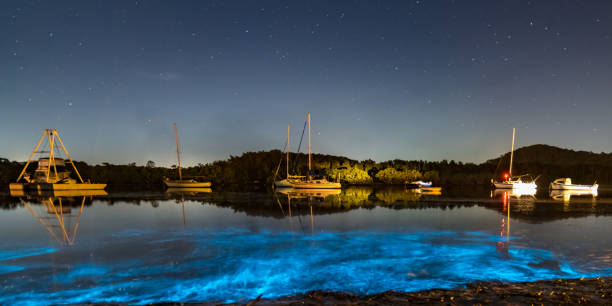 Bioluminescence glow in the bay nightscape with boats stock photo